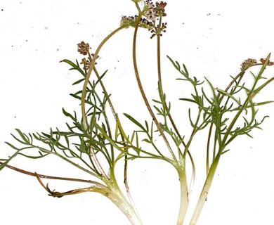 Lomatium gormanii