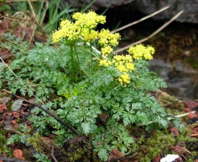 Lomatium hallii