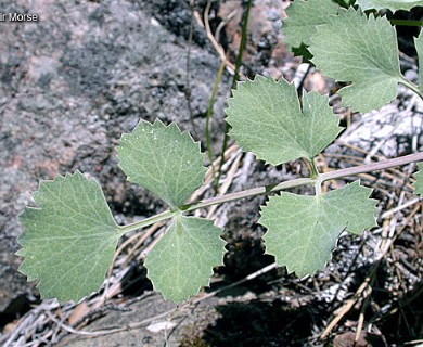 Lomatium howellii