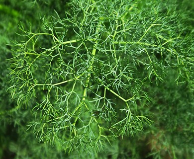 Lomatium klickitatense