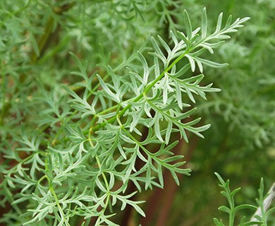 Lomatium multifidum