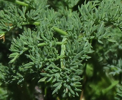 Lomatium papilioniferum