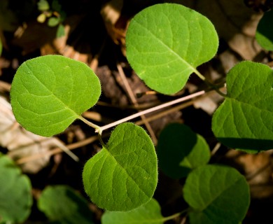 Lonicera arizonica