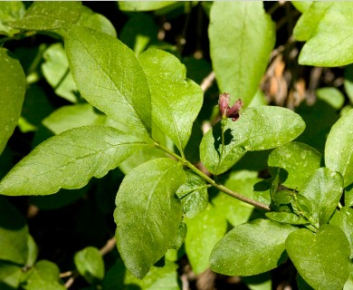 Lonicera conjugialis