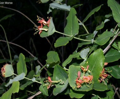 Lonicera dioica