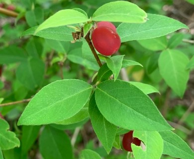 Lonicera fragrantissima