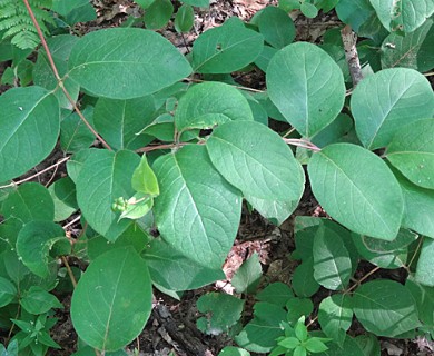 Lonicera hirsuta