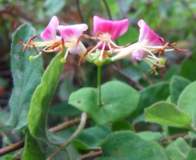 Lonicera hispidula