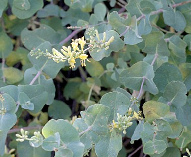 Lonicera interrupta