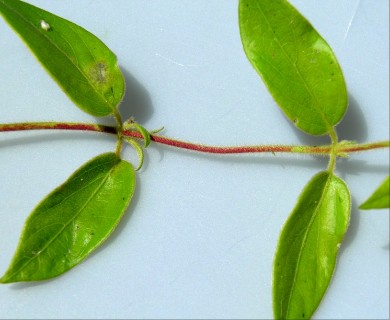 Lonicera japonica