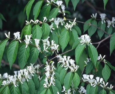 Lonicera maackii