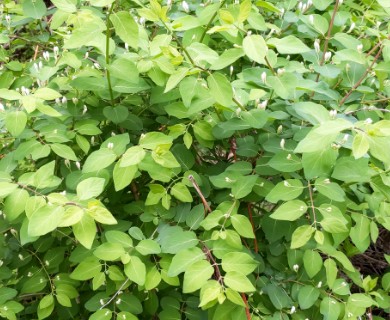 Lonicera morrowii