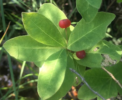 Lonicera oblongifolia