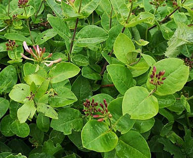 Lonicera periclymenum