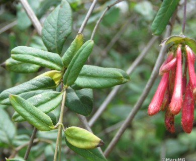 Lonicera pilosa