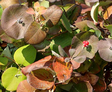 Lonicera reticulata