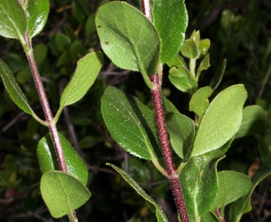 Lonicera subspicata