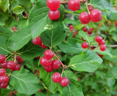 Lonicera tatarica