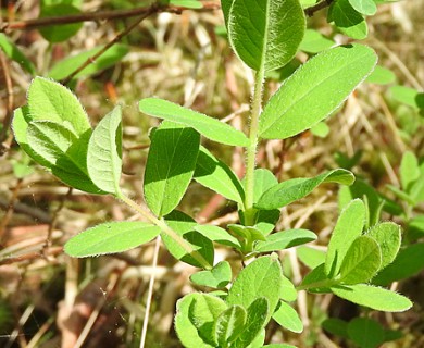 Lonicera villosa