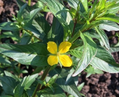 Ludwigia decurrens