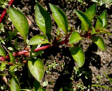 Ludwigia palustris