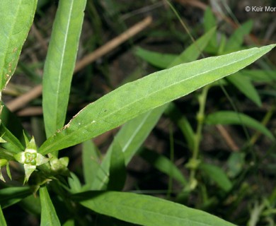 Ludwigia polycarpa