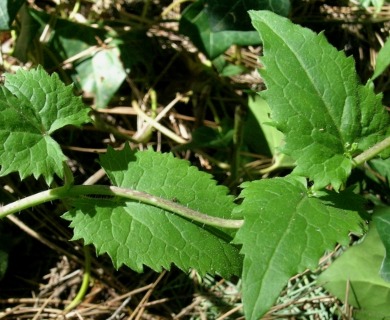 Lunaria annua