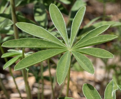 Lupinus arbustus