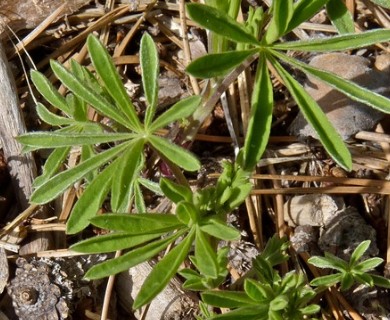 Lupinus argenteus