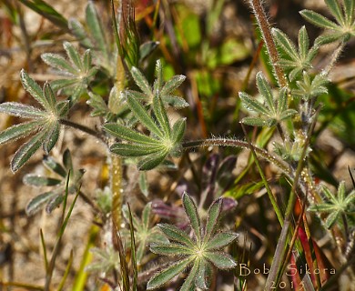 Lupinus bicolor