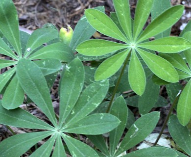 Lupinus latifolius