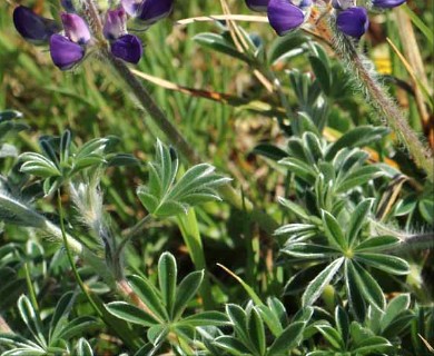 Lupinus littoralis