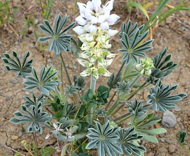 Lupinus microcarpus