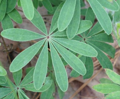 Lupinus perennis