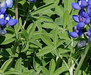 Lupinus texensis