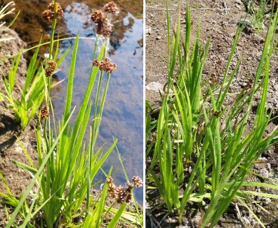 Luzula multiflora