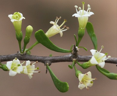 Lycium berlandieri