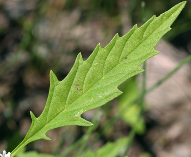 Lycopus americanus