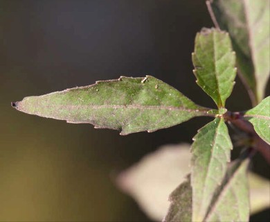 Lycopus rubellus