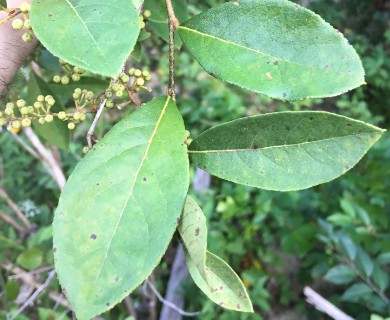 Lyonia ligustrina