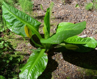 Lysichiton americanus