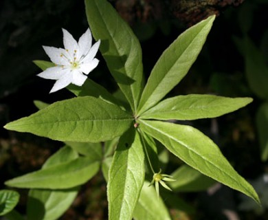 Lysimachia borealis