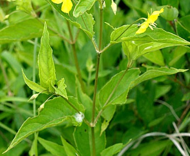 Lysimachia ciliata