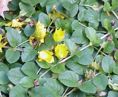 Lysimachia nummularia