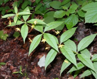 Lysimachia quadrifolia