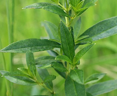 Lysimachia terrestris