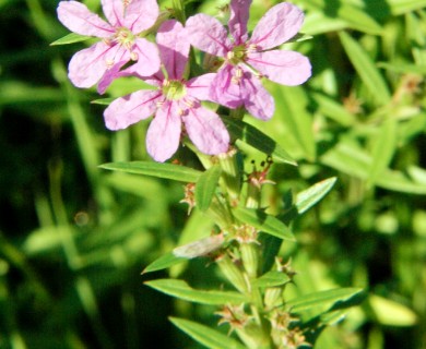 Lythrum alatum