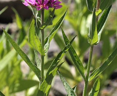 Lythrum salicaria