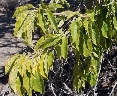 Maclura pomifera