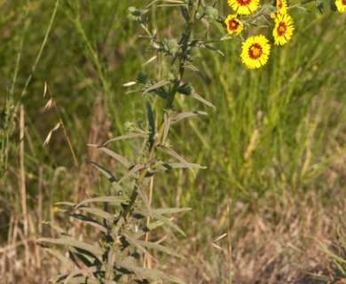 Madia elegans